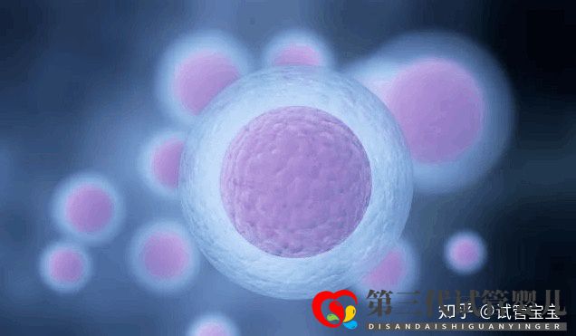 试管婴儿取卵后多久可以移植胚胎(图1) 试管婴儿取卵后多久可以移植胚胎(图1)