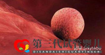 第三代试管最少要几个囊胚才算稳妥(图2) 第三代试管最少要几个囊胚才算稳妥(图2)