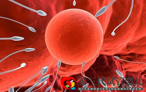 试管婴儿可以选择性别吗费用大概是多少钱(图1) 试管婴儿可以选择性别吗费用大概是多少钱(图1)