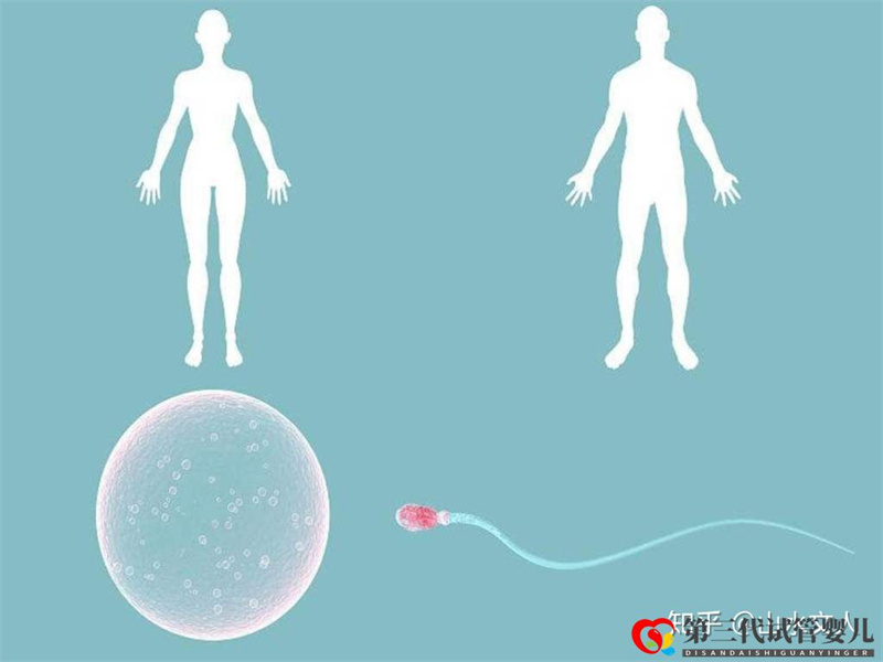 试管婴儿可以选择性别吗费用大概是多少钱(图3) 试管婴儿可以选择性别吗费用大概是多少钱(图3)