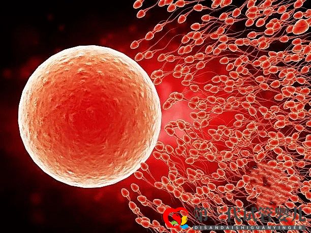 高龄女性在做三代试管时,取多少个卵子合适?(图3) 高龄女性在做三代试管时,取多少个卵子合适?(图3)