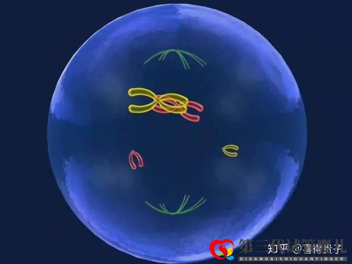 夫妻染色体正常,但胚胎染色体异常,什么原因引起(图2) 夫妻染色体正常,但胚胎染色体异常,什么原因引起(图2)