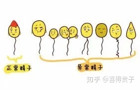 夫妻染色体正常,但胚胎染色体异常,什么原因引起(图8) 夫妻染色体正常,但胚胎染色体异常,什么原因引起(图8)