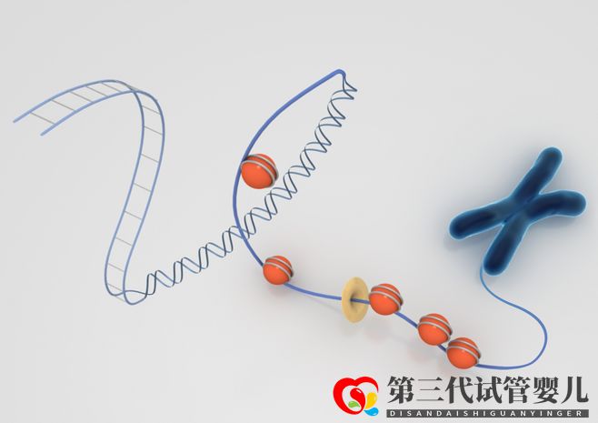 染色体异常,能通过试管婴儿要孩子吗(图2) 染色体异常,能通过试管婴儿要孩子吗(图2)