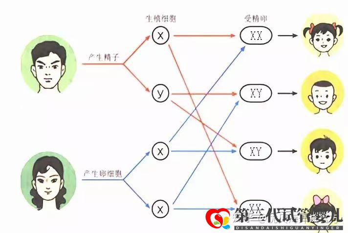 生男生女是由什么决定的三代试管婴儿可以解决吗(图1) 生男生女是由什么决定的三代试管婴儿可以解决吗(图1)