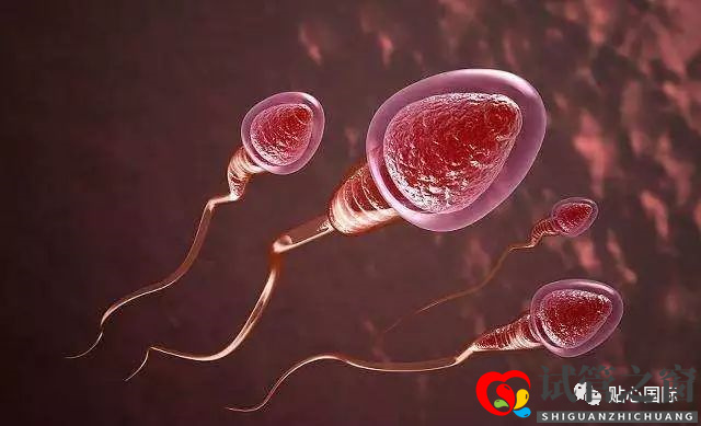 男性不育做试管婴儿有希望当爸爸吗?(图1) 男性不育做试管婴儿有希望当爸爸吗?(图1)