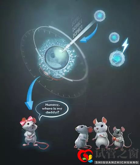 两个卵子也能繁殖后代雄性难道已多余(图1) 两个卵子也能繁殖后代雄性难道已多余(图1)