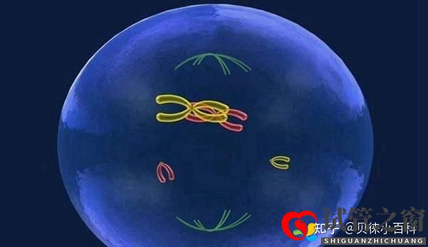 人工授精与试管婴儿的区别在哪儿哪个成功率更大(图3) 人工授精与试管婴儿的区别在哪儿哪个成功率更大(图3)