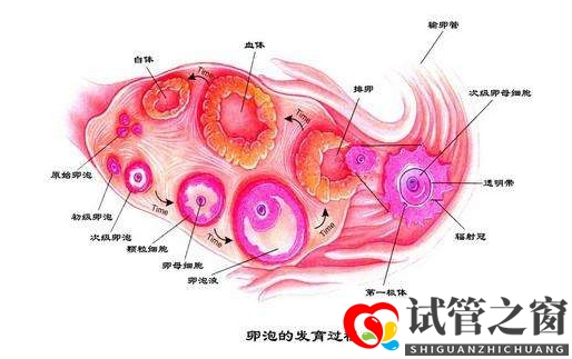 女性卵泡发育不良怎么做试管婴儿(图1) 女性卵泡发育不良怎么做试管婴儿(图1)