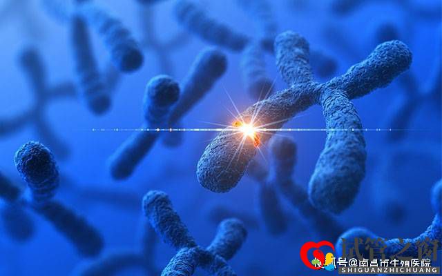 检查出染色体异常还能要孩子吗?染色体异常能做试管婴儿吗?(图1) 检查出染色体异常还能要孩子吗?染色体异常能做试管婴儿吗?(图1)