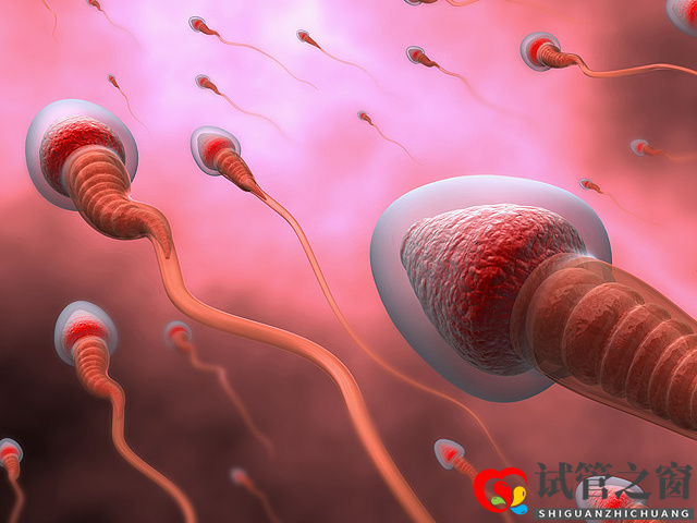 精子质量差做试管成功率一览,这些提升成功率方法不得不看(图1) 精子质量差会影响做试管成功率