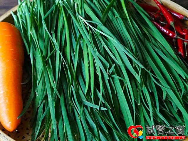 这5种东西越吃产生的精子量就越多,简直是弱少精患者的福音(图2) 韭菜具有生精的作用
