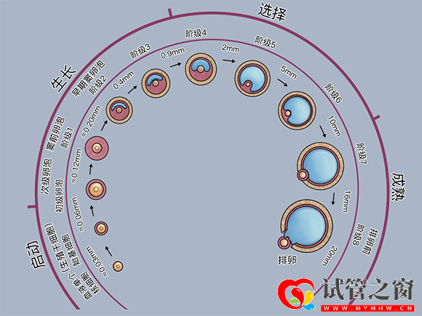 正常卵泡发育对照图表,5分钟了解卵泡生长的全过程(图2) 卵泡形成图