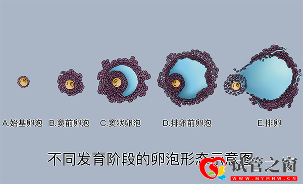 正常卵泡发育对照图表,5分钟了解卵泡生长的全过程(图3) 卵泡发育过程图