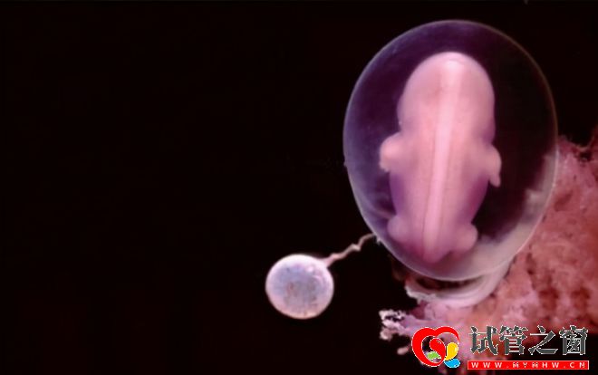 每年有30万名试管婴儿诞生!费用要10万起效果却因人而异(图3) 每年有30万名试管婴儿诞生!费用要10万起效果却因人而异(图3)