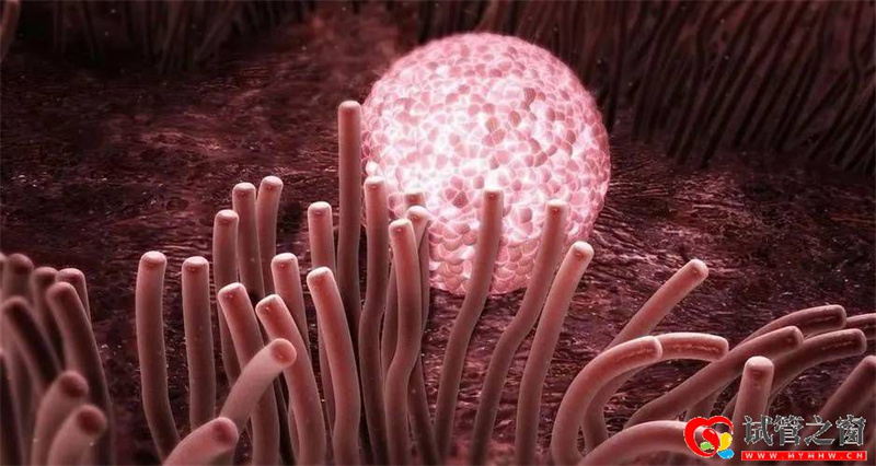 三代试管怀双胎的几种情况详解(图2) 三代试管怀双胎的几种情况详解(图2)