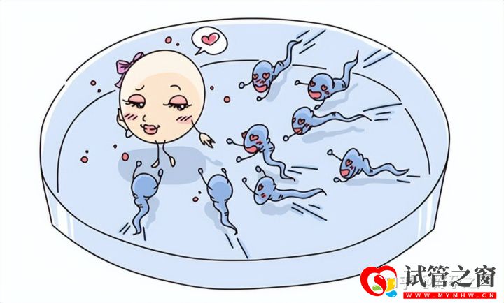 真的是越多越好么关于取卵你知道多少(图1) 真的是越多越好么关于取卵你知道多少(图1)