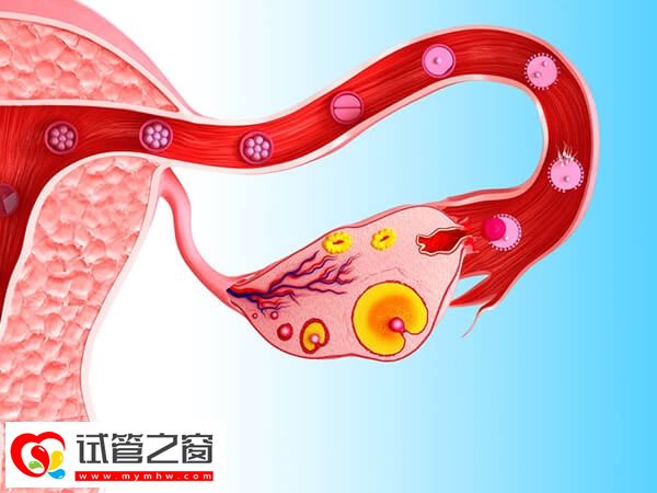 子官肌瘤禁忌水果盘点,石榴、荔枝都要少吃!(图1) 女性子宫肌瘤有哪些症状