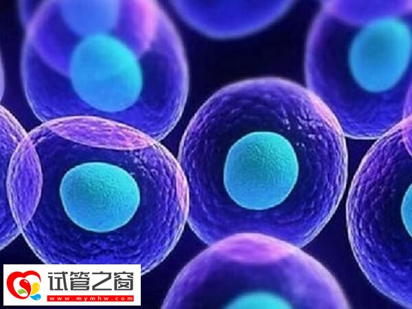 试管婴儿fet方案科普:意义、流程、注意事项一次说清!(图2) 试管婴儿fet方案意味着什么