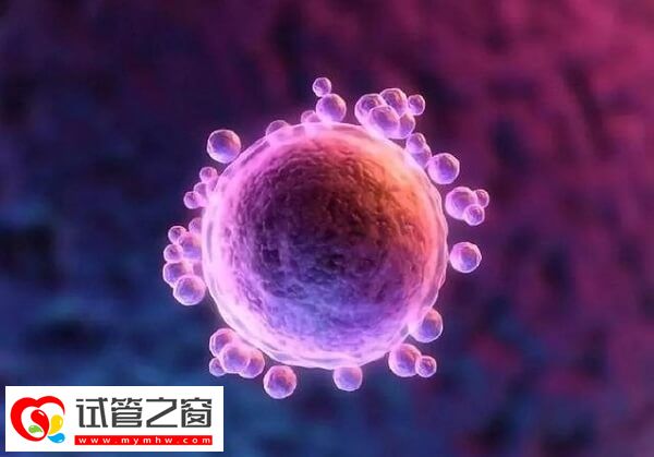 做试管婴儿卵泡需要达到什么条件(图1) 卵泡长到18mm即为成熟卵泡