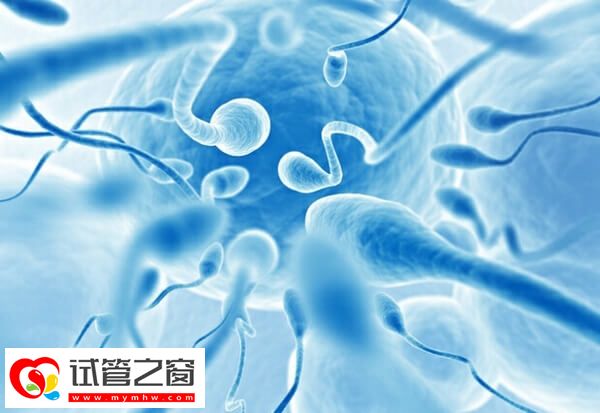 弱精怀孕是否会导致胎停(图1) 精子质量不好会影响胚胎发育