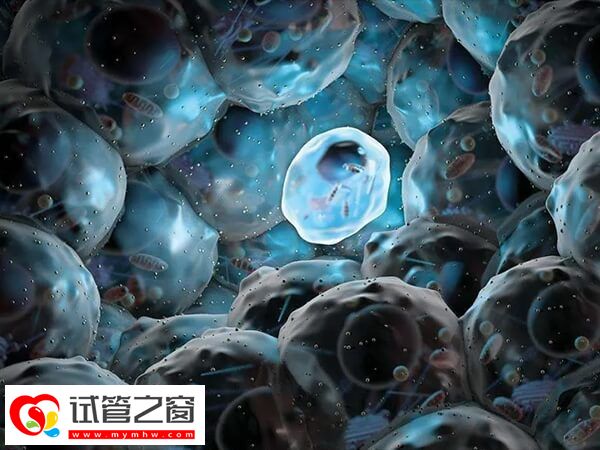 移植14细胞的胚胎可不可以成功(图1) 14细胞胚胎质量越好成功率越高