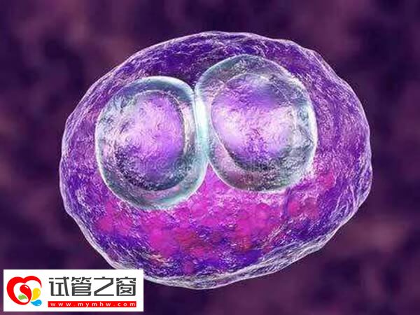 胚胎移植15天出血的原因是什么(图1) 胚胎移植后要注意观察身体变化