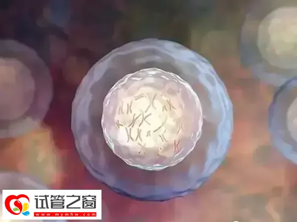 为什么三代试管成功率高(图1) 胚胎筛查是三代试管成功率高的原因之一