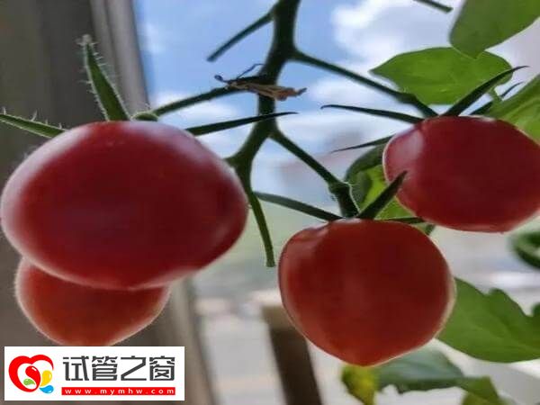 试管婴儿移植D5囊胚后怎么吃好孕翻倍?易消化食物是首选(图2) 囊胚移植后能不能吃圣女果