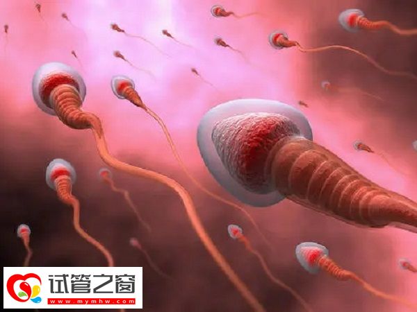 精氨酸对提高精子质量的作用(图1) 精子蛋白的主要成分是精氨酸