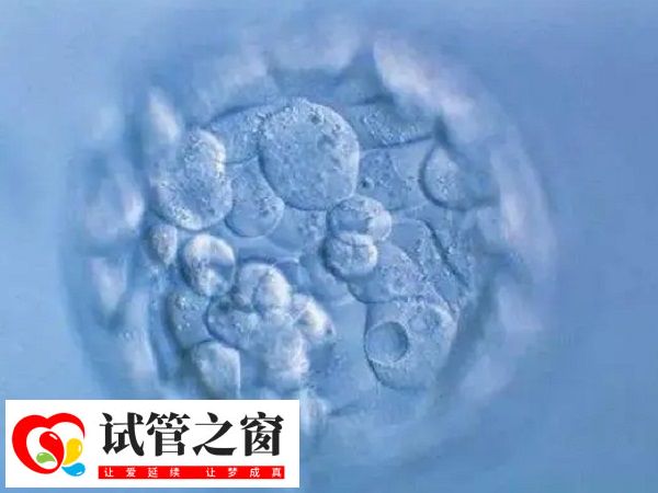 试管吃勃瑞精的作用有哪些(图2) 勃瑞精能改善胚胎质量