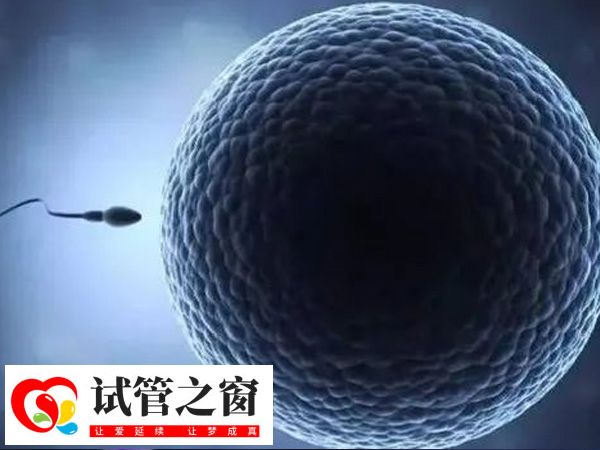 试管婴儿植入多个胚胎有风险吗 高龄女性做试管最好移植几个胚胎?(图1) 胚胎移植数量与子宫环境有关