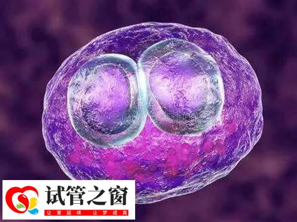 移植前怎么做有利于胚胎着床(图1) 胚胎移植后要注意个人卫生