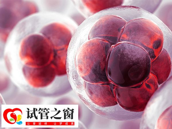 试管鲜胚移植和囊胚移植哪个好(图1) 鲜胚移植和囊胚移植区别还是很大的
