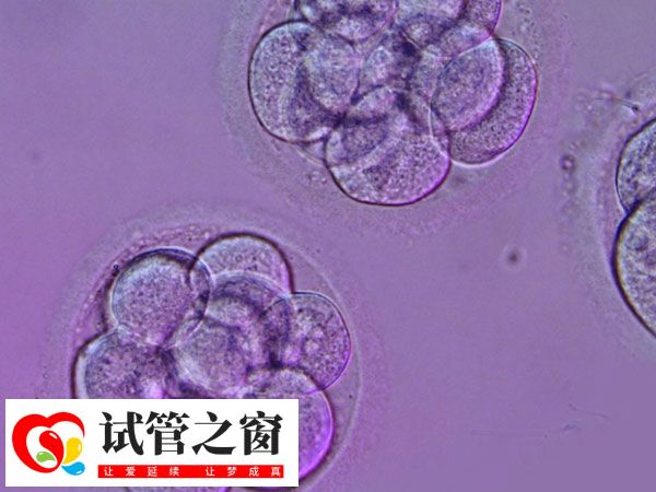 试管鲜胚移植和囊胚移植哪个好(图2) 囊胚是在鲜胚的基础上继续培养至第5-6天