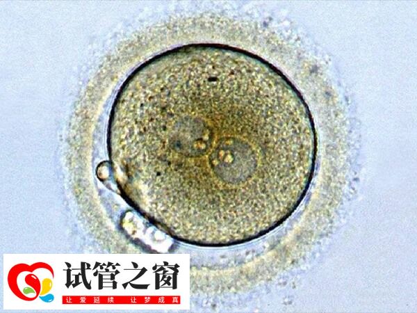 移植囊胚没着床多久来月经(图1) 移植囊胚后其着床时间是7天左右