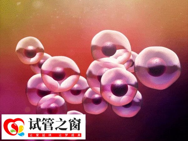 移植3个胚胎成双胎的概率大不大(图1) 移植三个胚胎可以增加内膜着床的几率