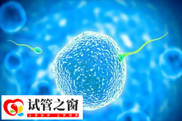 试管为什么要攒胚胎(图2) 胚胎质量差移植成活率很低