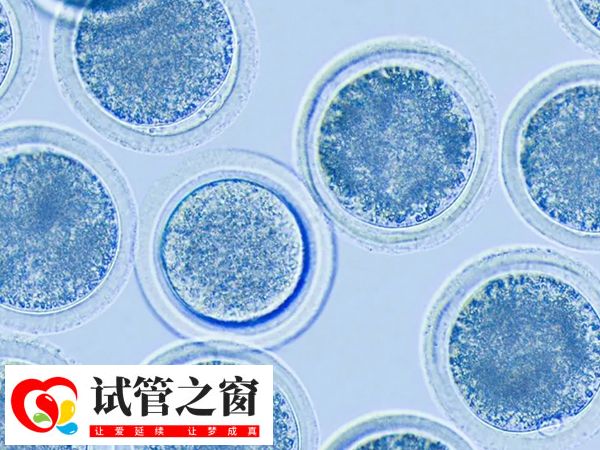 试管为什么要攒胚胎(图3) 攒胚胎的目的是为了提高成功率