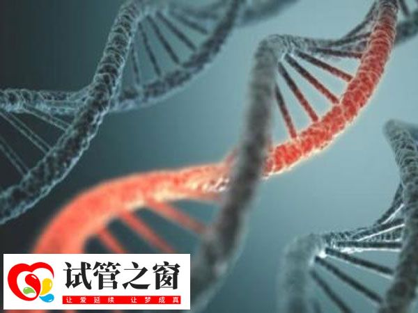 多倍体胚胎可否做三代试管移植(图1) 胚胎多倍体并不必须要做三代试管