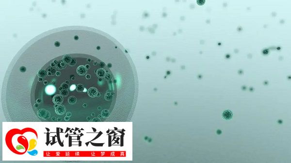 胚胎多倍体并不必须要做三代试管。多倍体现象是指胚胎染色体数量异常,这种情况可能会影响胚胎的发育和着床,导致流产或生育不良。对于这种情况,是否选择三代试管技术取决于具体的遗传病情况。如果涉及的是常见的染色体异常,如染色体数目异常,通常可以采用一般的人工受孕技术,例如人工授精或一代、二代试管婴儿技术。如果患者在医生指导下选择三代试管的话,是有可能会成功的,并且数据也是相对比较高的,一般在50%-60%(图2) 二代试管有胚胎缺陷风险