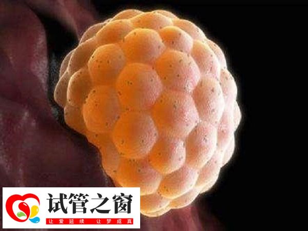 囊胚基因筛查需要几天(图2) 养囊通常需要5-7天