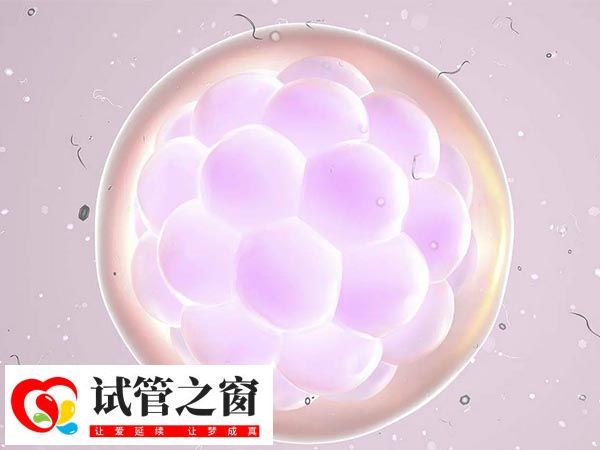 泰国试管如何看胚胎等级(图2) 三天卵裂期胚胎细胞数量为6-10个