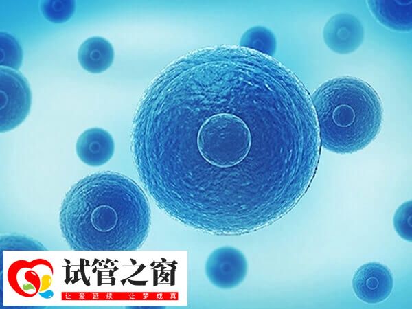 囊胚4bb是不是优质胚胎(图2) 4bb囊胚已经具备了较好的发育潜力