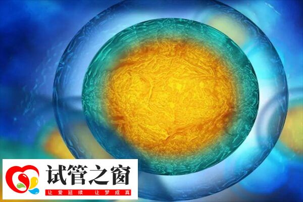 试管胚胎移植到什么位置(图2) 试管婴儿移植之后位置并不是固定不动的