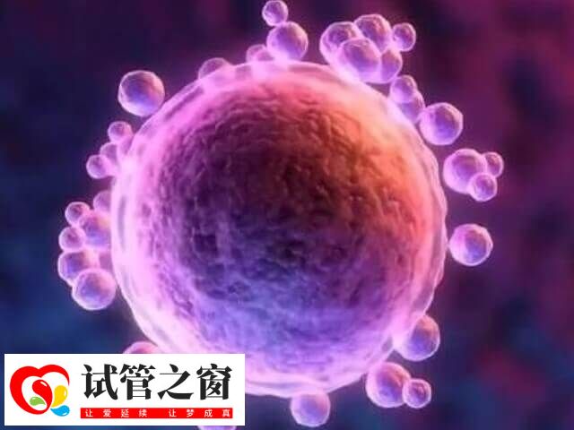 囊胚移植双胎的几率是多少(图1) 高质量的囊胚着床成功率高