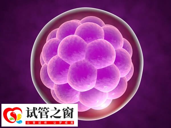 如何提高养囊成功率(图2) 养囊成功率并非百分百