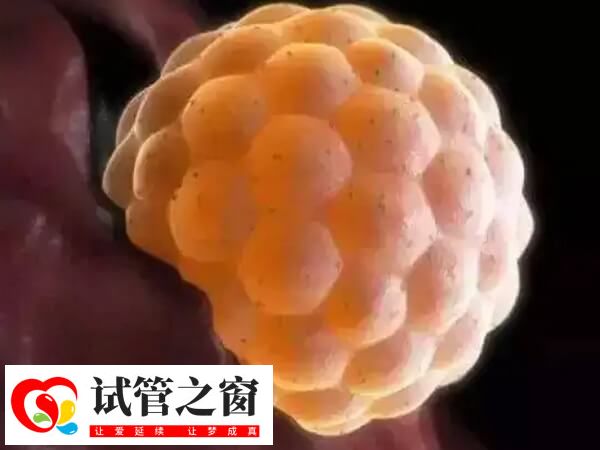 6aa囊胚质量怎么样(图2) 6aa囊胚移植成功率约在50-60%左右