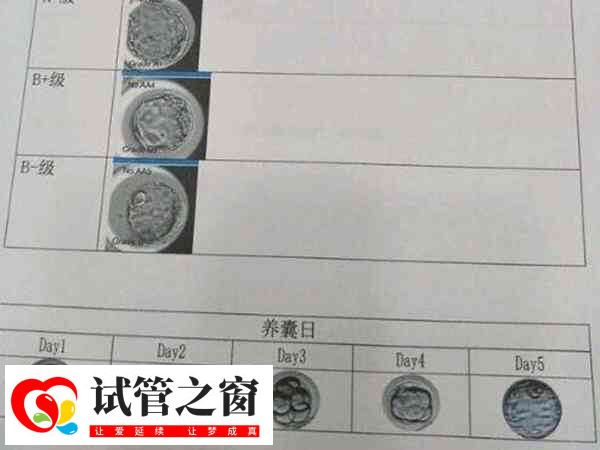 囊胚和冻囊胚是否一样
