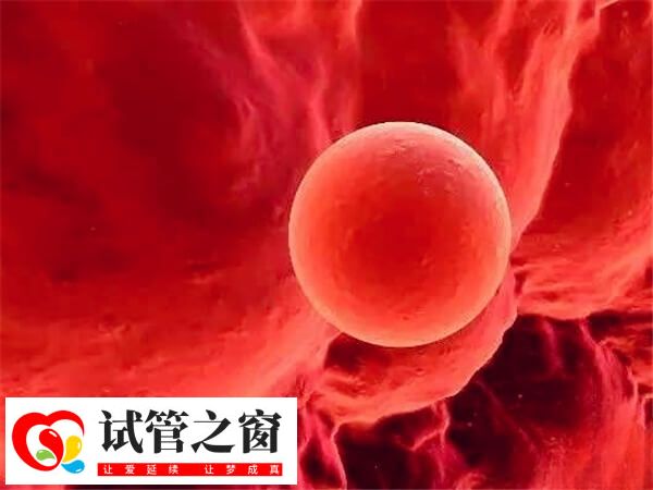 中等质量囊胚能不能移植成功